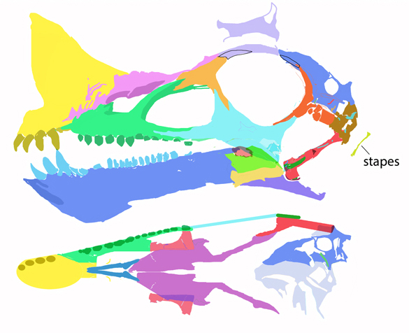 Raeticodactylus skull